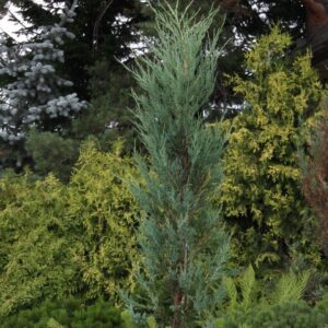 Juniperus virginiana BLUE ARROW