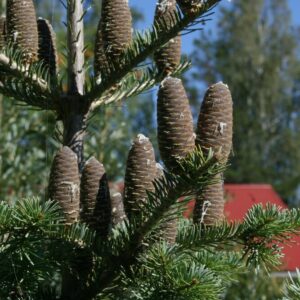 Abies koreana