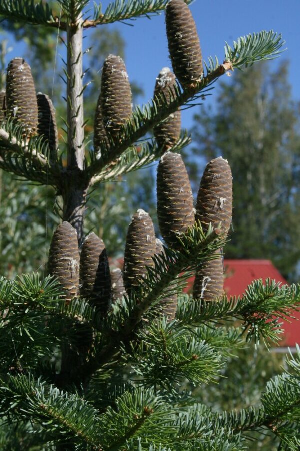 Abies koreana