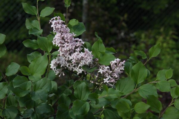 Syringa meyeri Palibin