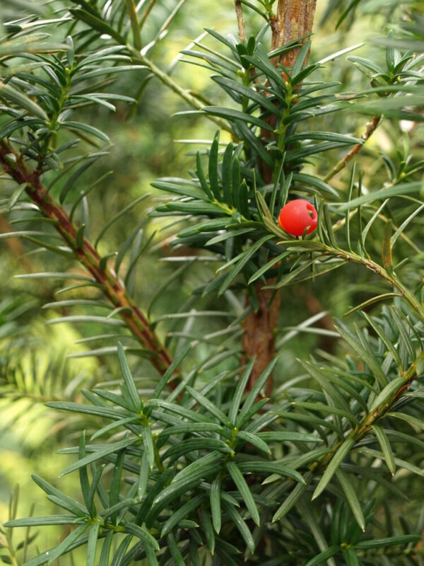 Taxus x media Hicksii
