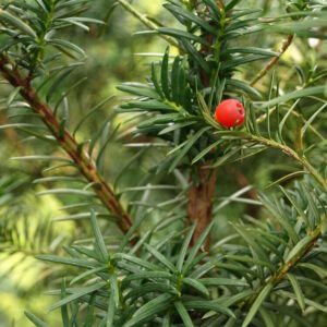 Taxus x media Hicksii