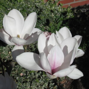Magnolia Kobus