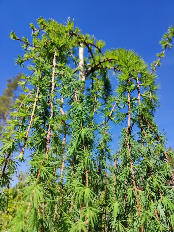 Larix kaempferi Stiff weeper