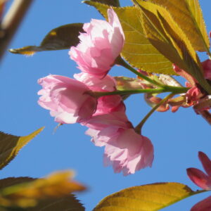 Prunus serrulata KANZAN