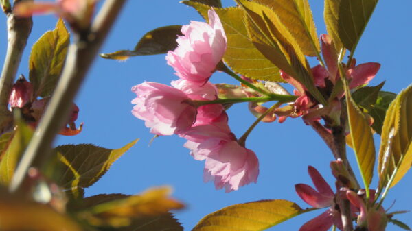 Prunus serrulata KANZAN
