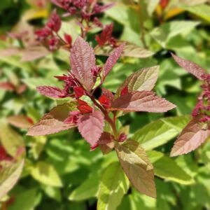 Spiraea japonica ARNOLD