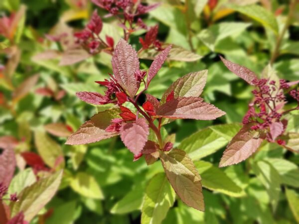 Spiraea japonica ARNOLD