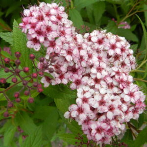 Spiraea jap. SPARKLING CHAMPAGNE