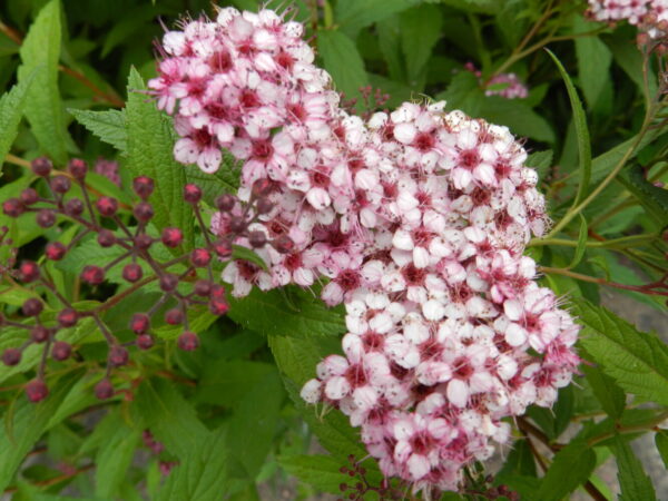 Spiraea jap. SPARKLING CHAMPAGNE