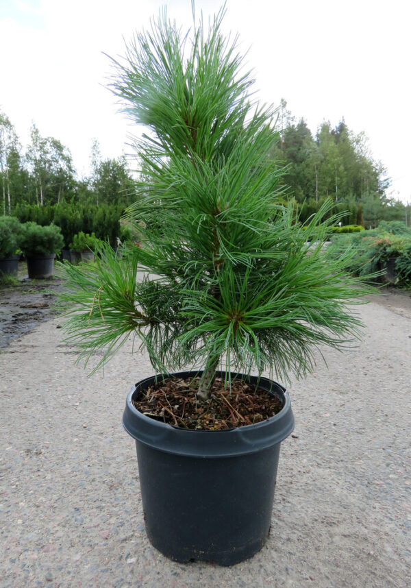Pinus pumila Glauca