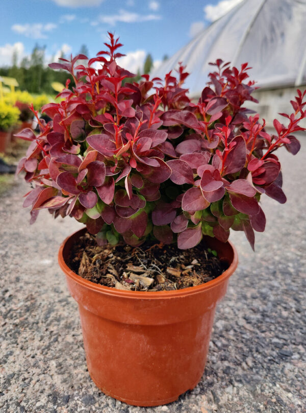 Berberis thunbergii RED CLOUD