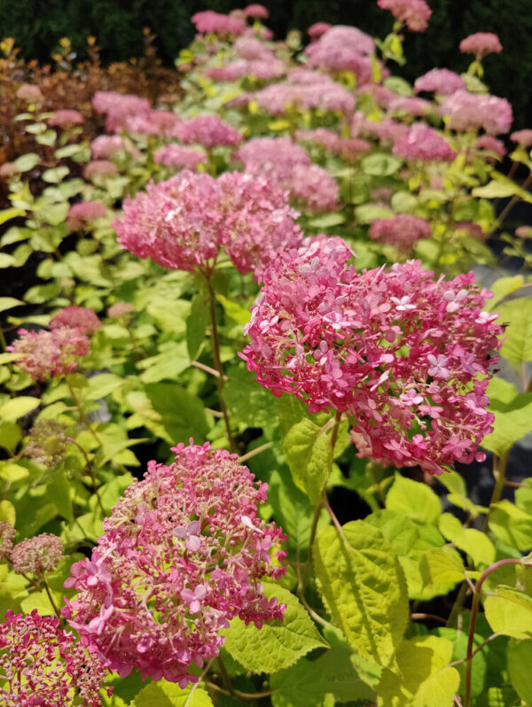 Hydrangea arborescens PINK ANNABELLE