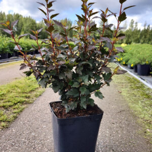 Physocarpus opulifolius LITTLE JOKER