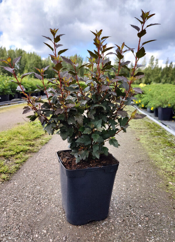 Physocarpus opulifolius LITTLE JOKER