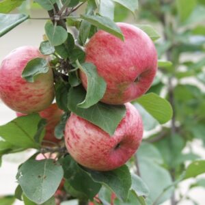Malus domestica HUVITUS
