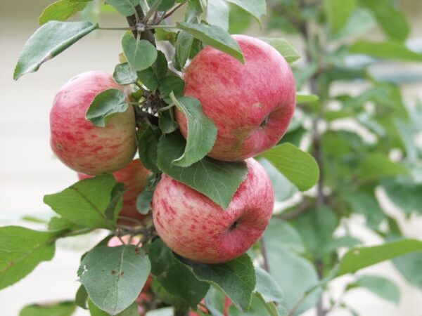 Malus domestica HUVITUS