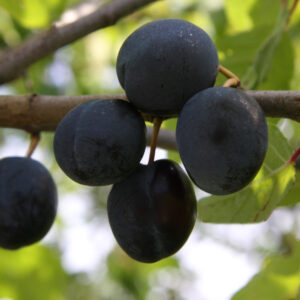 Prunus domestica PARIKKALAN TUMMALUUMU