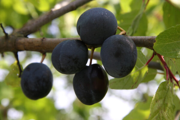 Prunus domestica PARIKKALAN TUMMALUUMU