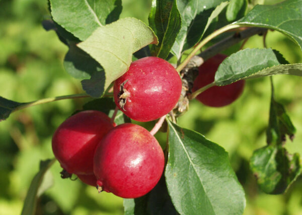 Malus DOLGO