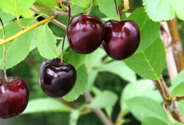 Prunus avium LENINGRADIN MUSTA