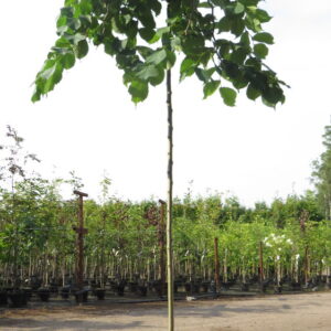 Ulmus glabra Camperdownii