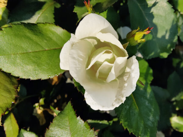 Rosa WHITE KNOCK OUT