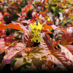 Diervilla sessilifolia DISE