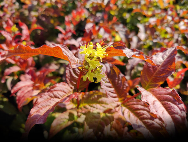 Diervilla sessilifolia DISE