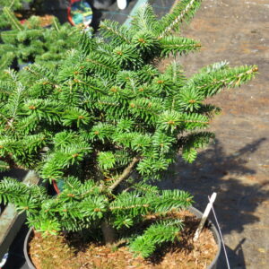 Abies balsamea NANA 15-20