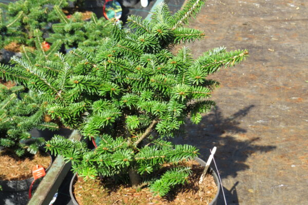 Abies balsamea NANA 15-20