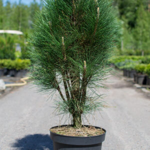 Pinus nigra GREEN TOWER 60-80