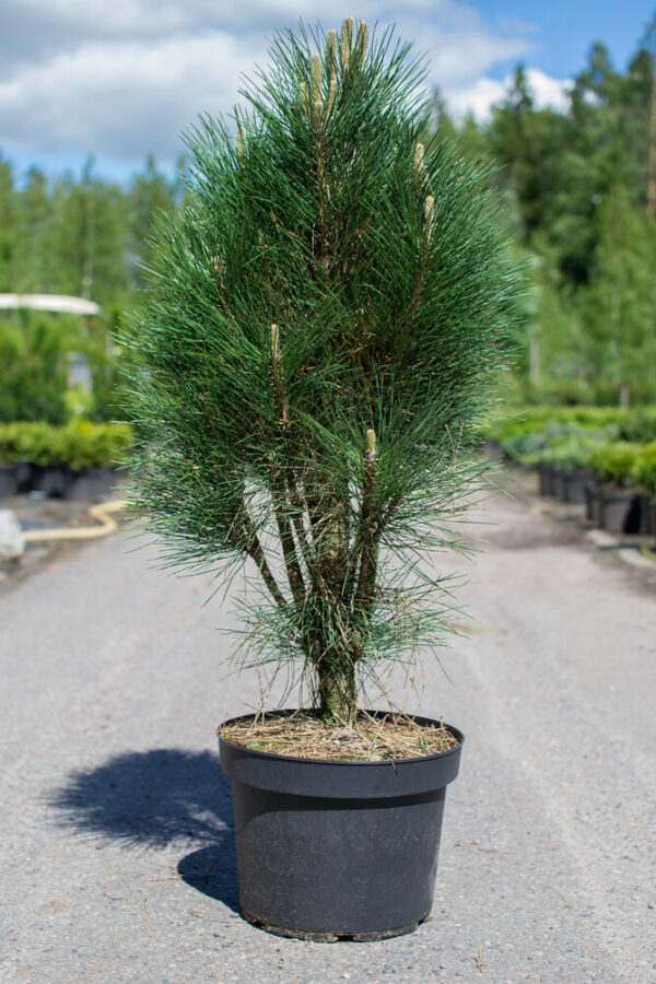 Pinus nigra GREEN TOWER 60-80