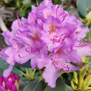 Rhododendron CATAWBIENCE GRANDIFLORUM