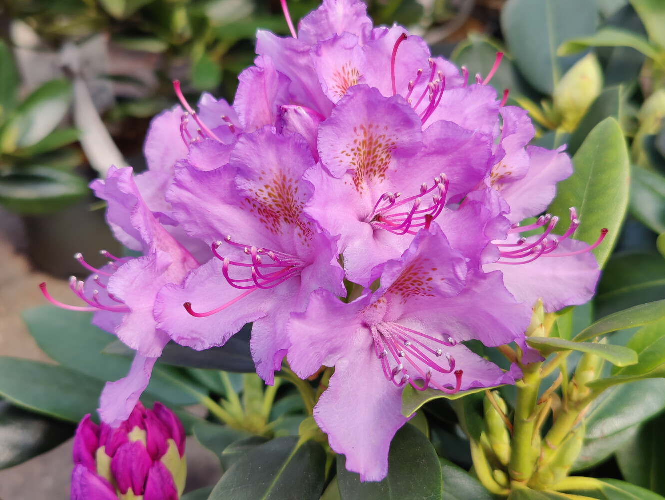 Rhododendron CATAWBIENCE GRANDIFLORUM