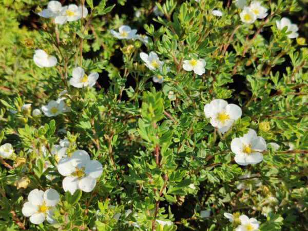 Dasiphora fruticosa Abbotswood