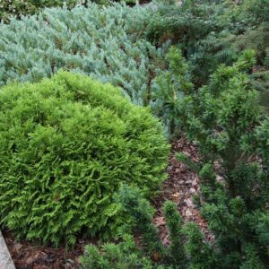 Thuja occidentalis Danica