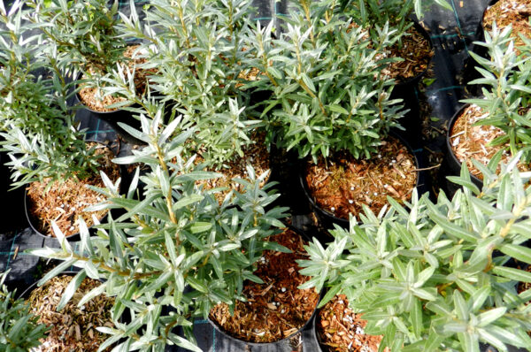 Hippophae rhamnoides HIKUL