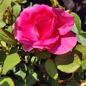 Rosa MORDEN CENTENNIAL