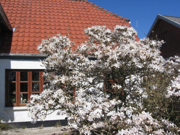 Magnolia sieboldii 30-40