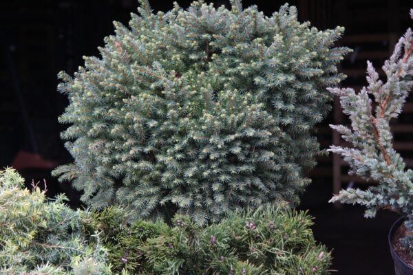 Picea omorika KAREL 40-50