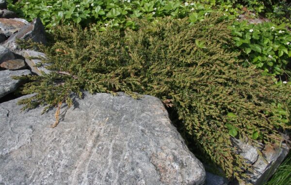 Juniperus communis Repanda
