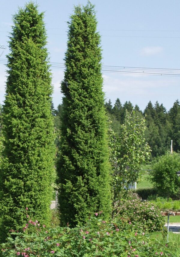 Juniperus communis Suecica