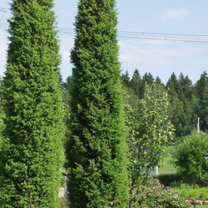 Juniperus communis Suecica