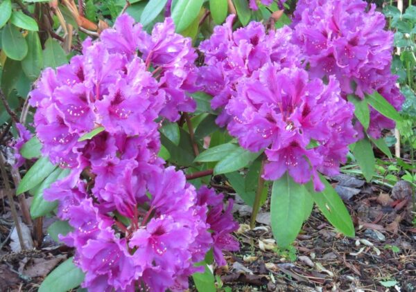 Rhododendron AZURRO