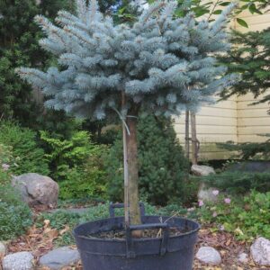 Picea pungens Glauca Globosa