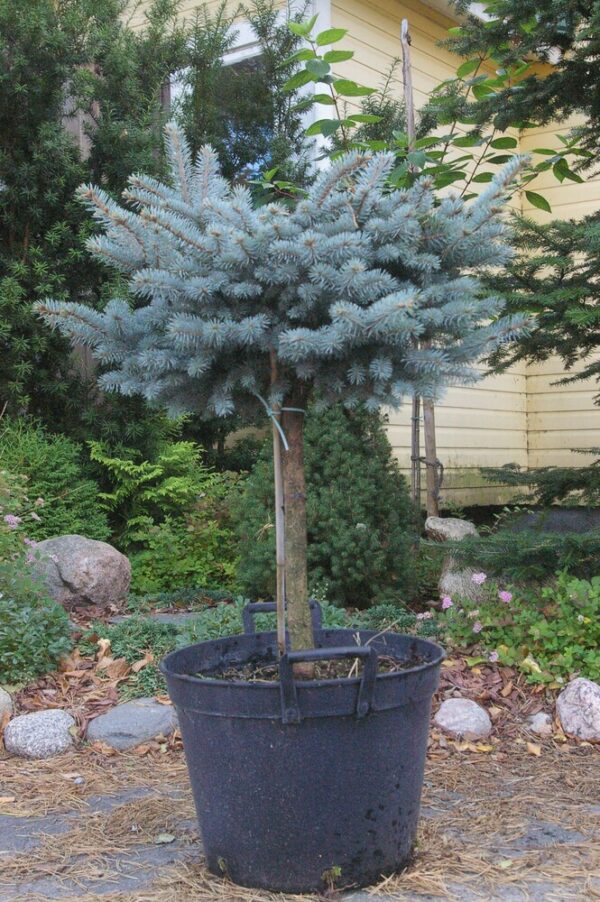 Picea pungens Glauca Globosa