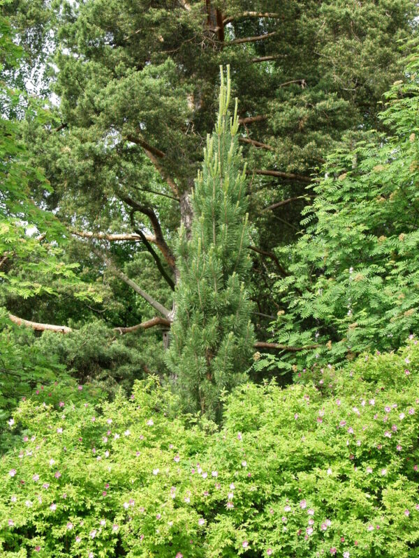 Pinus sylvestris Fastigiata