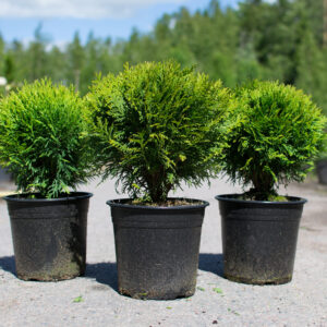 Thuja occidentalis Danica