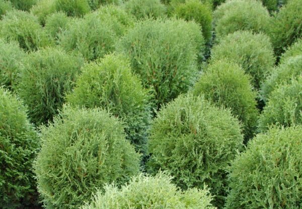 Thuja occidentalis Tiny Tim